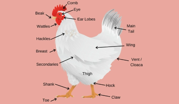 lean chicken cuts lean chicken cuts