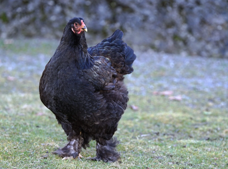 dark chicken benefits