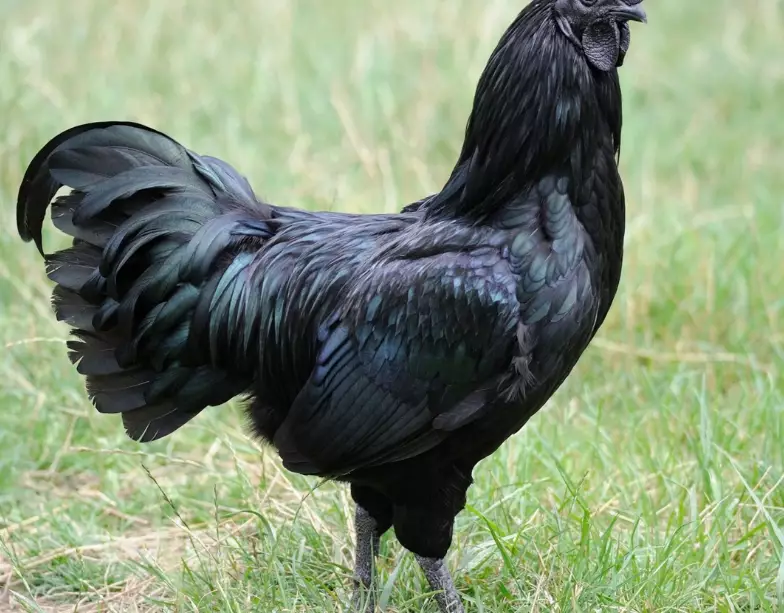 black chicken
