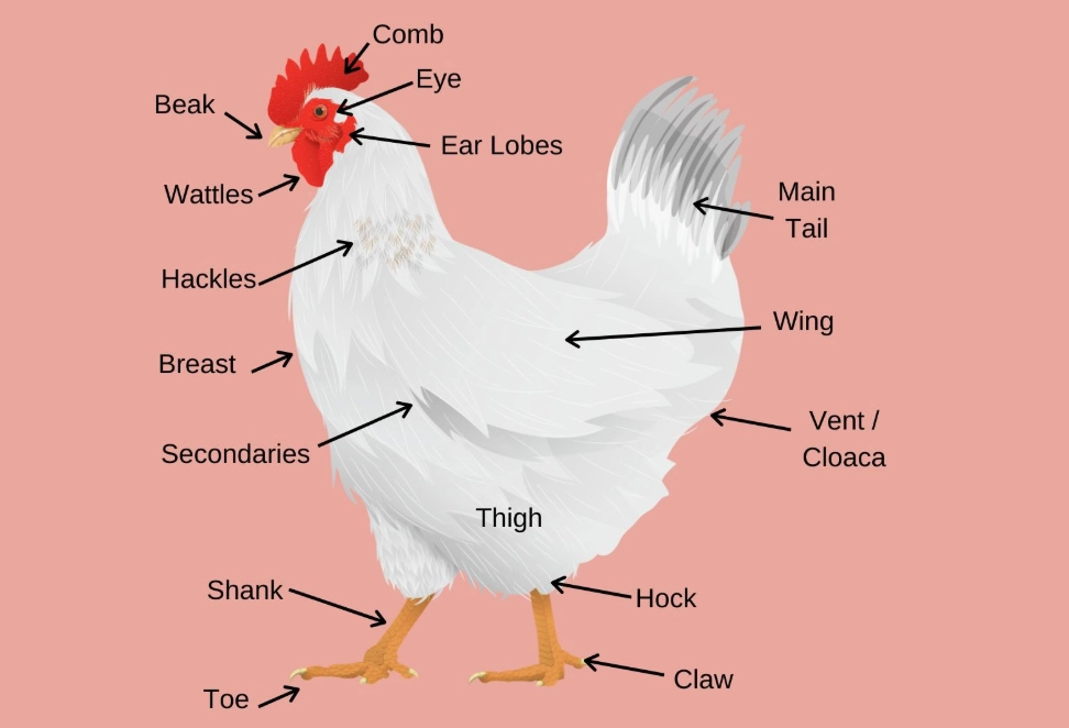 chicken dark meat cuts